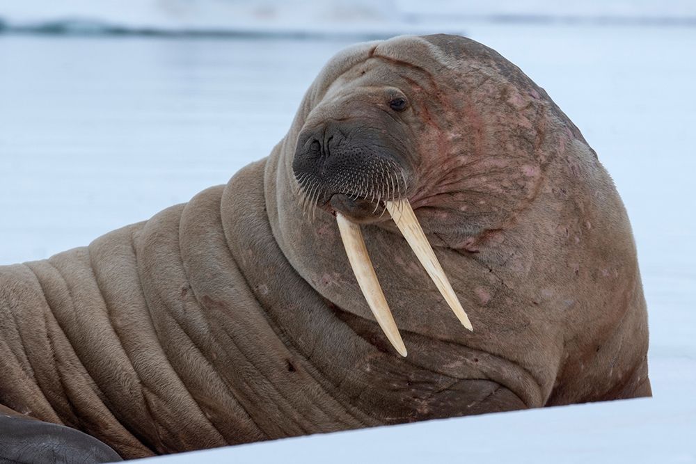 Norway-Svalbard-Nordaustlandet-Austfonna Walrus on ice